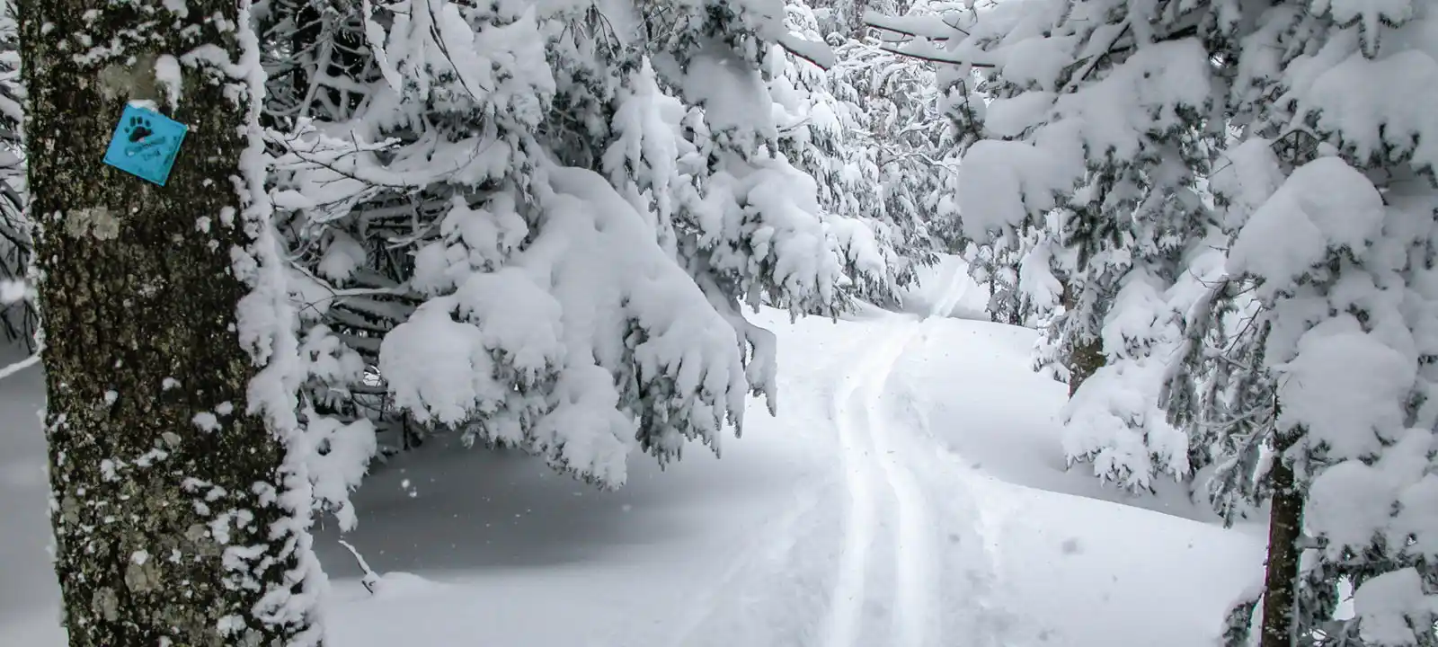 single track through powder