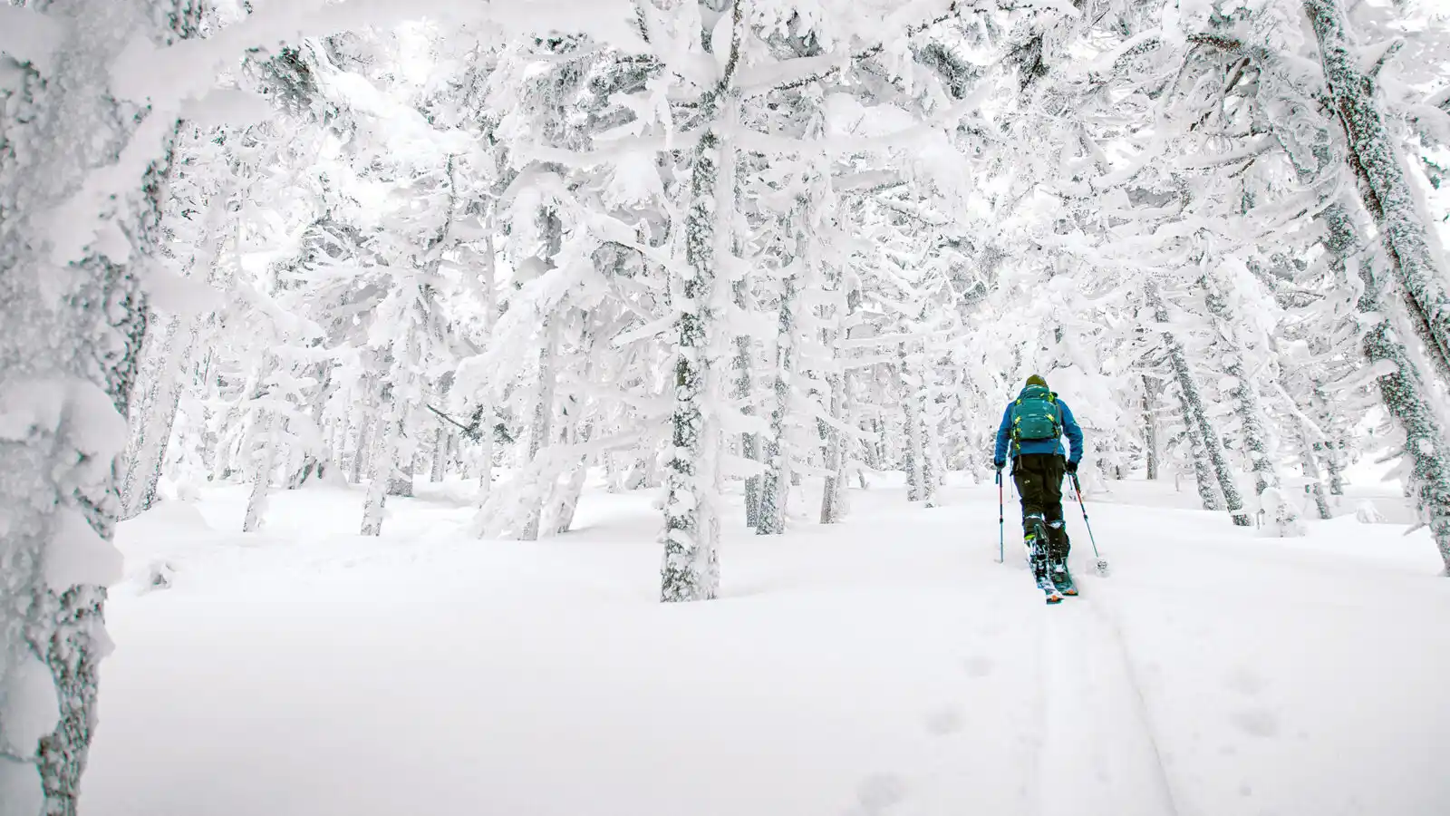 skier passing through winter wonder
