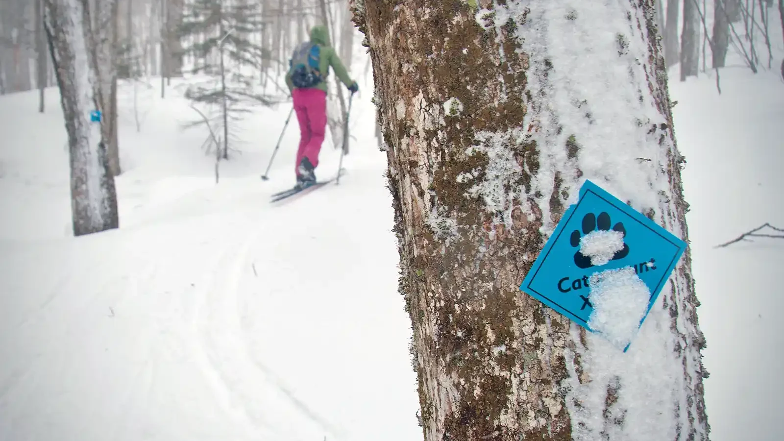 skier passing trail sign